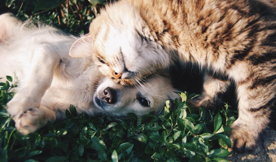 A tabby cat and a puppy snuggled together in the grass