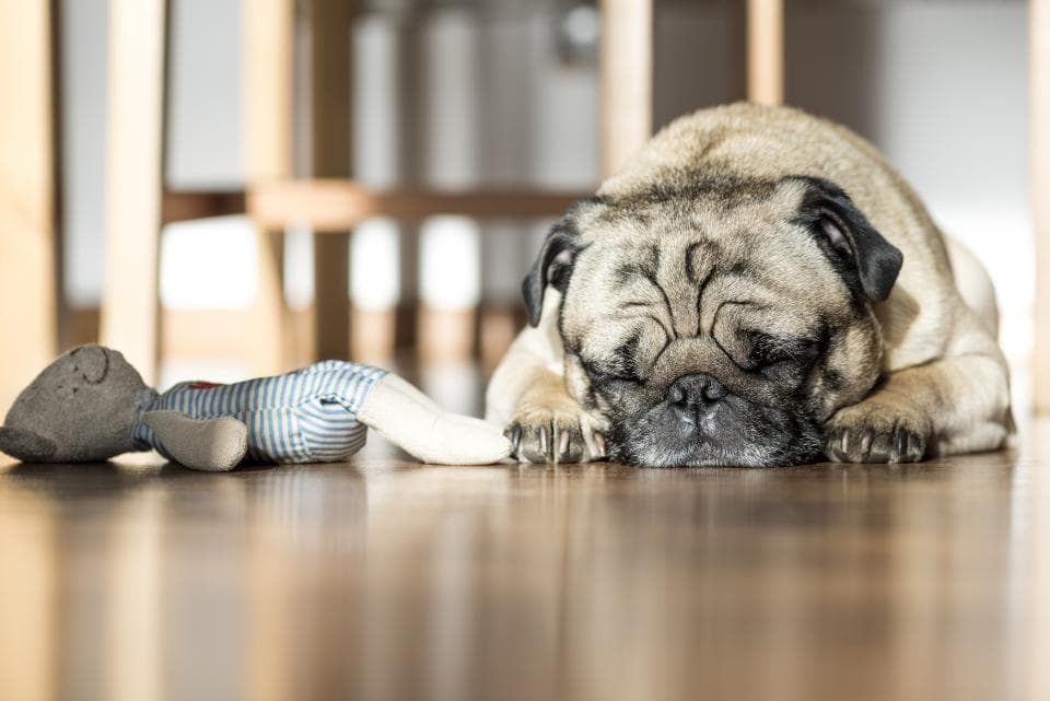 A pug asleep on a wooden floor beside its stuffed toy